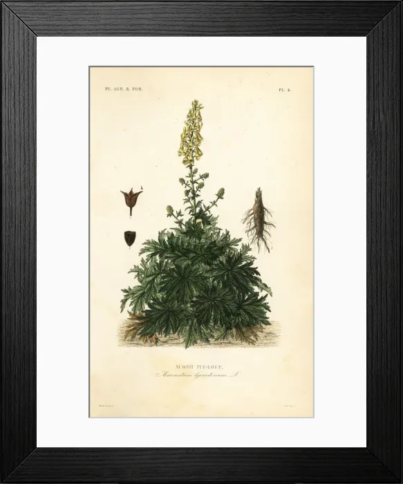 Framed Print : Wolfs bane or wolfsbane, Aconitum Framed Print : Wolfs bane or wolfsbane, Aconitum