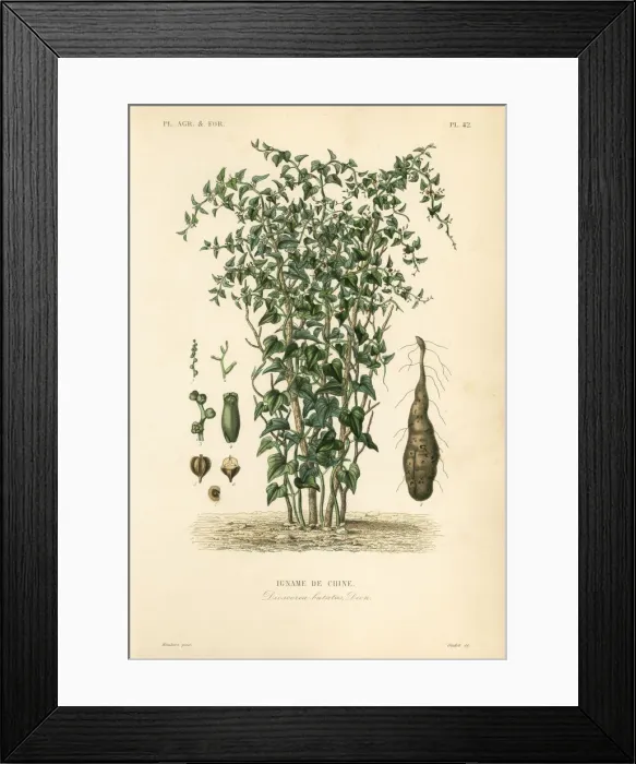 Framed Print : Chinese yam or cinnamon-vine, Dioscorea polystachya Framed Print : Chinese yam or cinnamon-vine, Dioscorea polystachya
