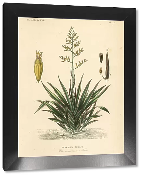 New Zealand flax or harekeke, Phormium tenax