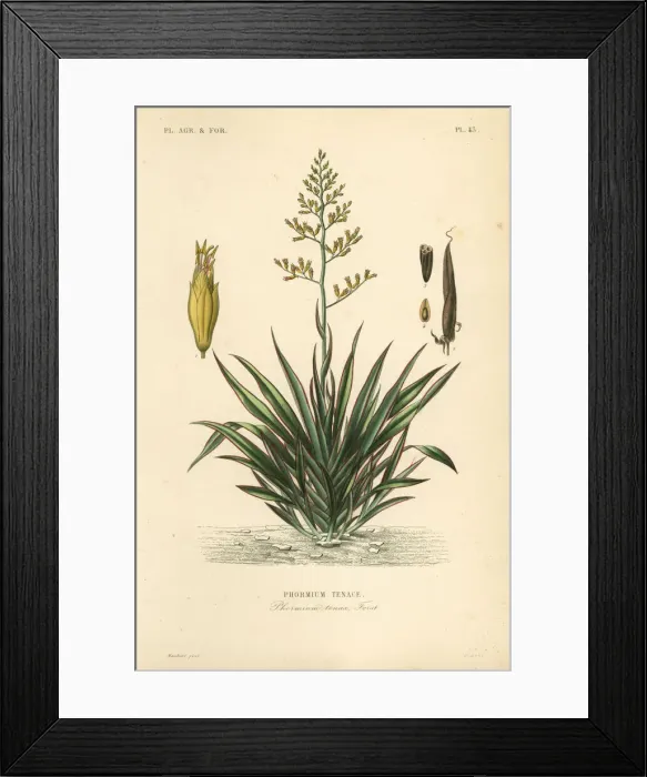Framed Print : New Zealand flax or harekeke, Phormium tenax Framed Print : New Zealand flax or harekeke, Phormium tenax
