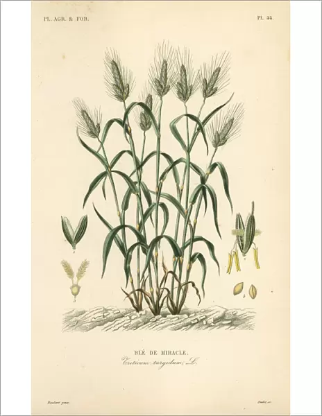 Durum wheat, Triticum turgidum