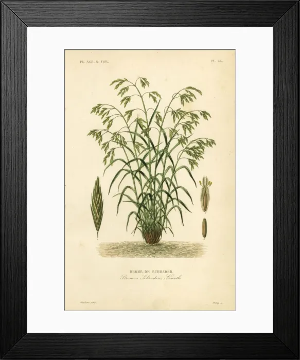 Framed Print : Rescuegrass or Schraders bromegrass, Bromus catharticus Framed Print : Rescuegrass or Schraders bromegrass, Bromus catharticus