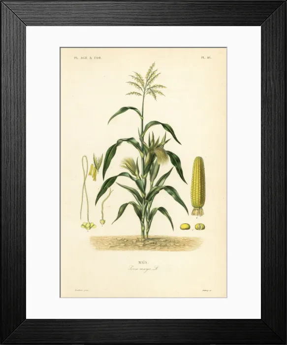 Framed Print : Maize or corn, Zea mays Framed Print : Maize or corn, Zea mays