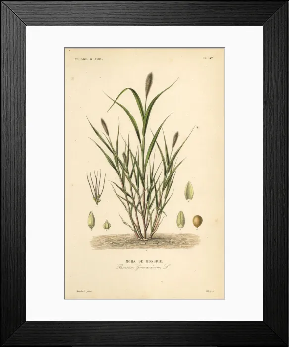 Framed Print : Foxtail millet or Italian millet, Setaria italica Framed Print : Foxtail millet or Italian millet, Setaria italica