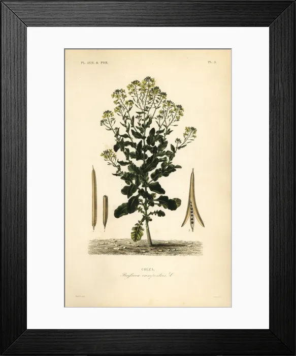 Framed Print : Polish canola or canola oil plant, Brassica rapa Framed Print : Polish canola or canola oil plant, Brassica rapa