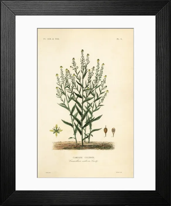 Framed Print : Camelina or false flax, Camelina sativa Framed Print : Camelina or false flax, Camelina sativa
