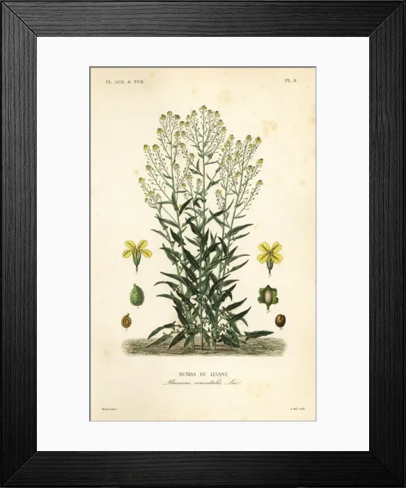 Framed Print : Turkish wartycabbage or Turkish rocket, Bunias orientalis