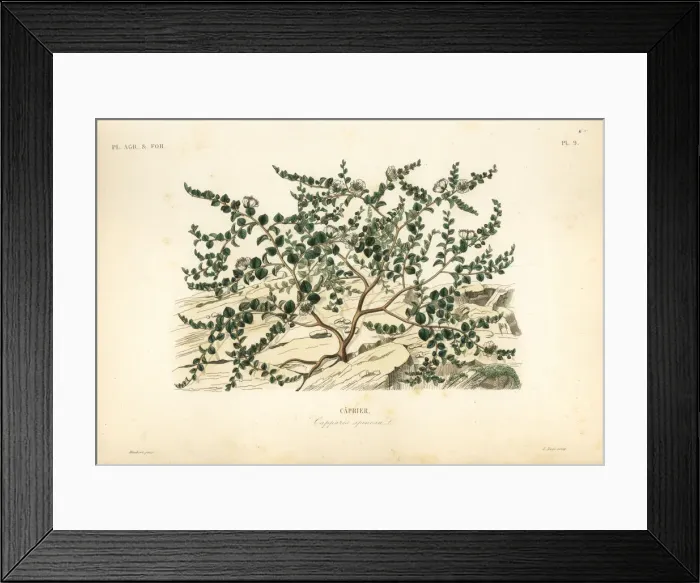 Framed Print : Caper bush or Flinders rose, Capparis spinosa Framed Print : Caper bush or Flinders rose, Capparis spinosa