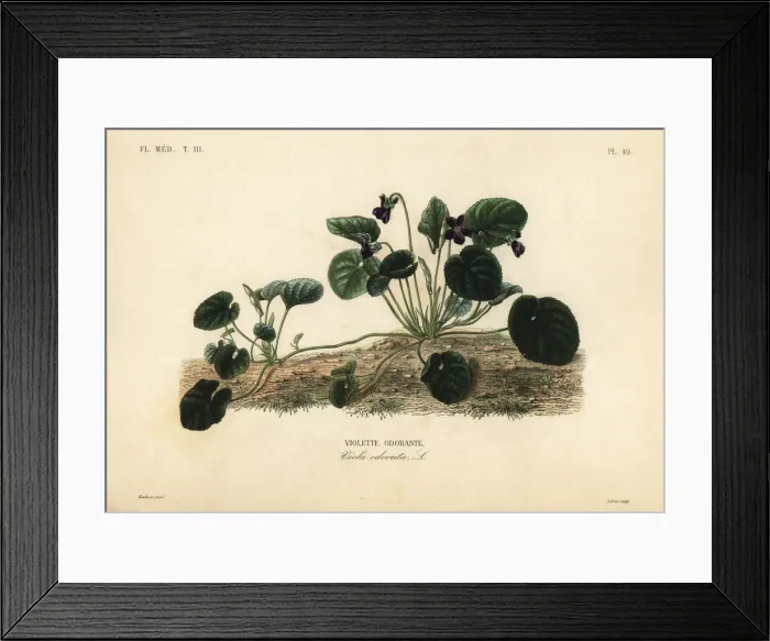 Framed Print : Sweet violet or garden violet, Viola odorata Framed Print : Sweet violet or garden violet, Viola odorata