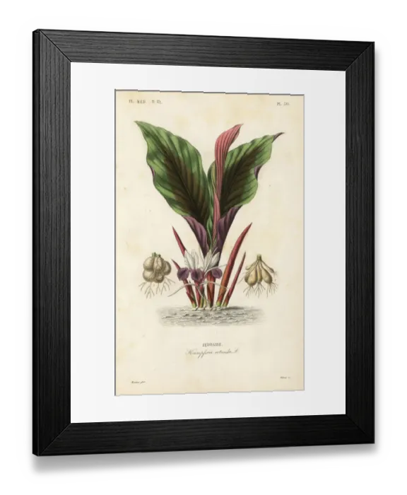 Framed Print : Blackhorm, Kaempferia rotunda Framed Print : Blackhorm, Kaempferia rotunda