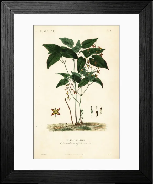 Framed Print : Barrenwort or bishops hat, Epimedium Framed Print : Barrenwort or bishops hat, Epimedium