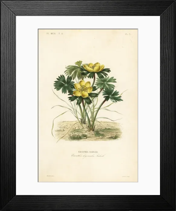 Framed Print : Winter aconite, Eranthis hyemalis Framed Print : Winter aconite, Eranthis hyemalis