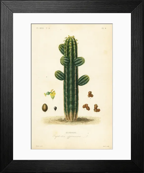 Framed Print : Euphorbia officinarum Framed Print : Euphorbia officinarum