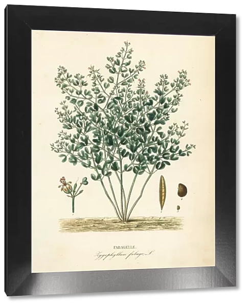 Syrian bean-caper, Zygophyllum fabago