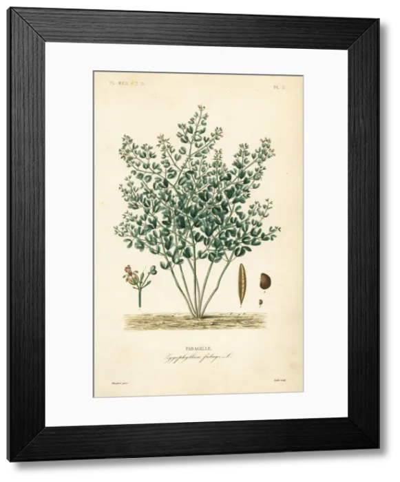 Framed Print : Syrian bean-caper, Zygophyllum fabago Framed Print : Syrian bean-caper, Zygophyllum fabago
