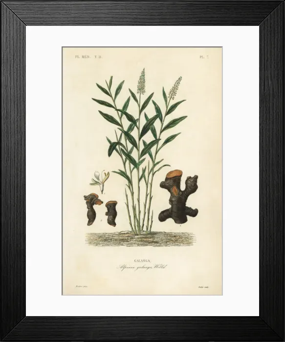 Framed Print : Greater galangal or Thai galangal, Alpinia galanga Framed Print : Greater galangal or Thai galangal, Alpinia galanga