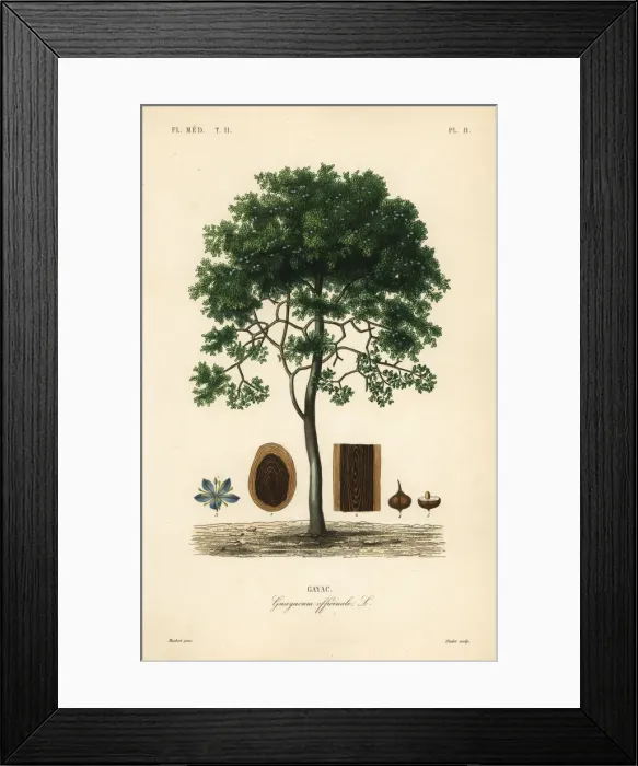 Framed Print : Roughbark lignum-vitae, Guaiacum officinale. Endangered Framed Print : Roughbark lignum-vitae, Guaiacum officinale. Endangered