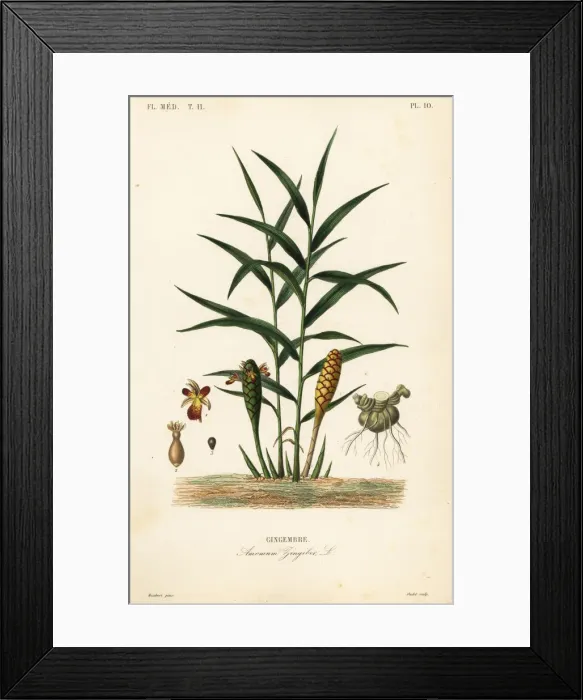 Framed Print : Ginger or ginger root, Zingiber officinale Framed Print : Ginger or ginger root, Zingiber officinale