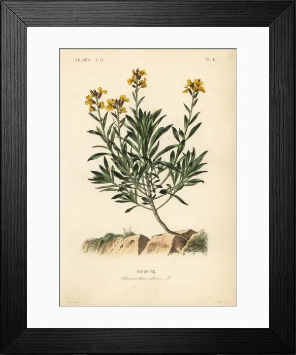 Framed Print : Wallflower, Erysimum cheiri Framed Print : Wallflower, Erysimum cheiri