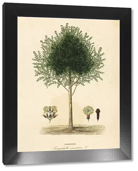 Clove tree, Syzygium aromaticum