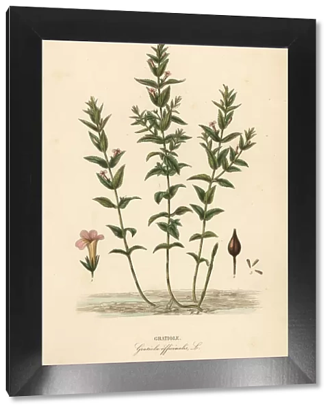 Hedgehyssop or herb of grace, Gratiola officinalis