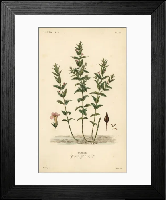 Framed Print : Hedgehyssop or herb of grace, Gratiola officinalis Framed Print : Hedgehyssop or herb of grace, Gratiola officinalis