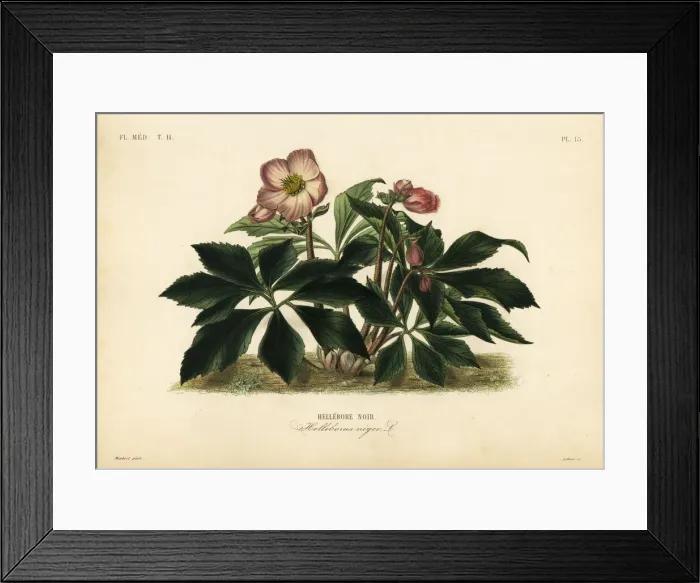 Framed Print : Christmas rose or black hellebore, Helleborus niger Framed Print : Christmas rose or black hellebore, Helleborus niger