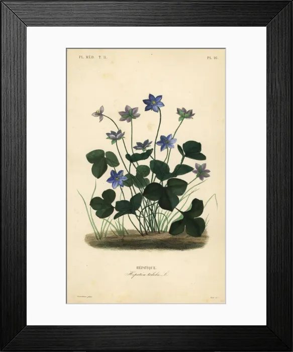 Framed Print : Common hepatica or liverwort, Anemone hepatica Framed Print : Common hepatica or liverwort, Anemone hepatica