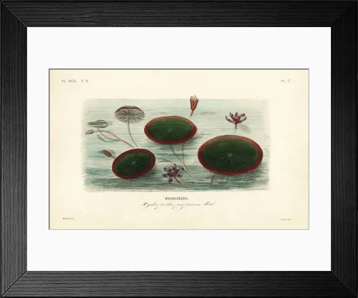 Framed Print : Water-shield, Brasenia schreberi, Hydropeltis purpurea Framed Print : Water-shield, Brasenia schreberi, Hydropeltis purpurea