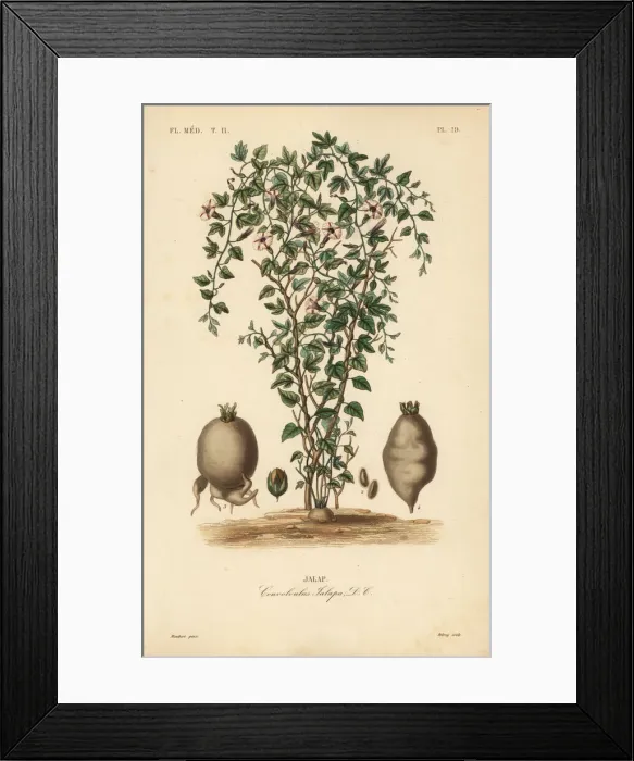 Framed Print : Jalap vine, Ipomoea jalapa, Convolvulus jalapa Framed Print : Jalap vine, Ipomoea jalapa, Convolvulus jalapa