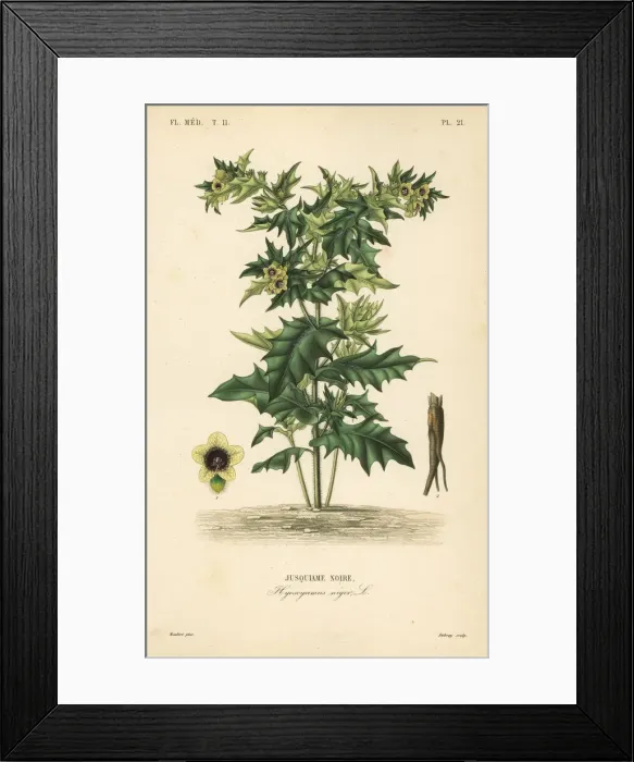 Framed Print : Black henbane, Hyoscyamus niger Framed Print : Black henbane, Hyoscyamus niger