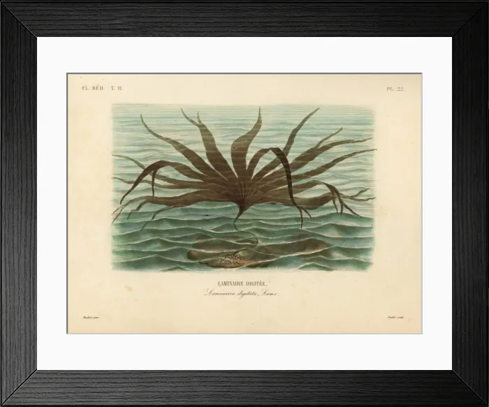 Framed Print : Oarweed, Laminaria digitata Framed Print : Oarweed, Laminaria digitata