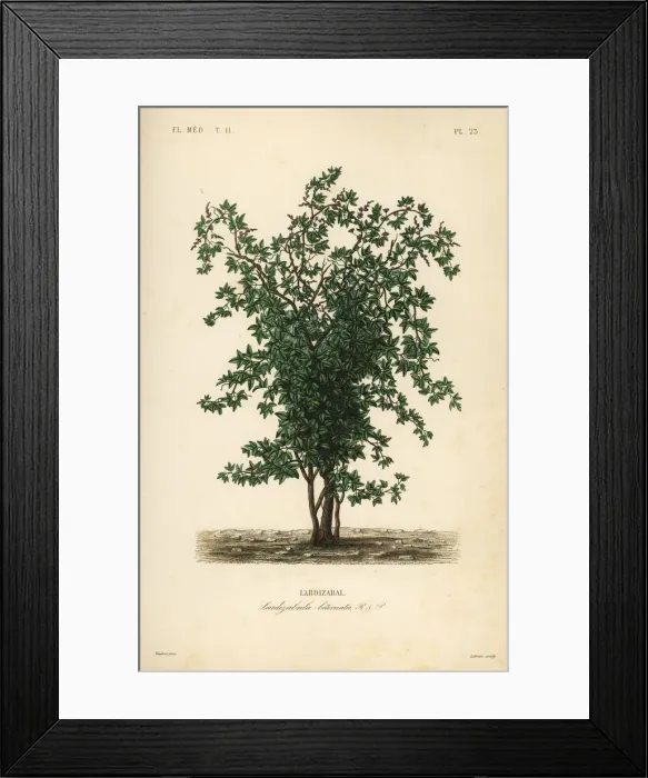 Framed Print : Zabala or coguil fruit tree, Lardizabala biternata Framed Print : Zabala or coguil fruit tree, Lardizabala biternata