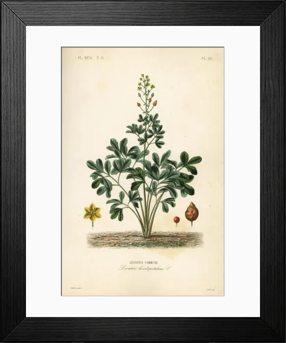 Framed Print : Leontice, Leontice leontopetalum Framed Print : Leontice, Leontice leontopetalum