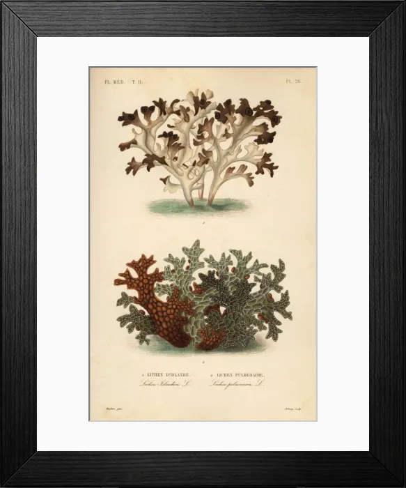 Framed Print : Iceland moss and tree lungwort Framed Print : Iceland moss and tree lungwort