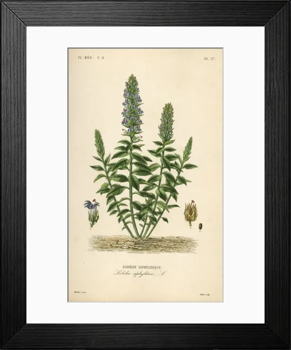 Framed Print : Great blue lobelia, Lobelia siphilitica Framed Print : Great blue lobelia, Lobelia siphilitica