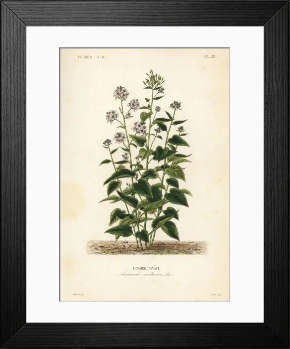 Framed Print : Perennial honesty, Lunaria rediviva Framed Print : Perennial honesty, Lunaria rediviva