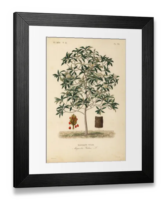 Framed Print : Lilytree or Yulan magnolia, Magnolia denudata Framed Print : Lilytree or Yulan magnolia, Magnolia denudata