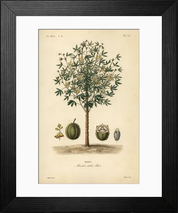 Framed Print : Cassava, yuca or manioc plant, Manihot esculenta Framed Print : Cassava, yuca or manioc plant, Manihot esculenta