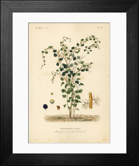 Framed Print : Canadian moonseed or yellow parilla, Menispermum canadense Framed Print : Canadian moonseed or yellow parilla, Menispermum canadense