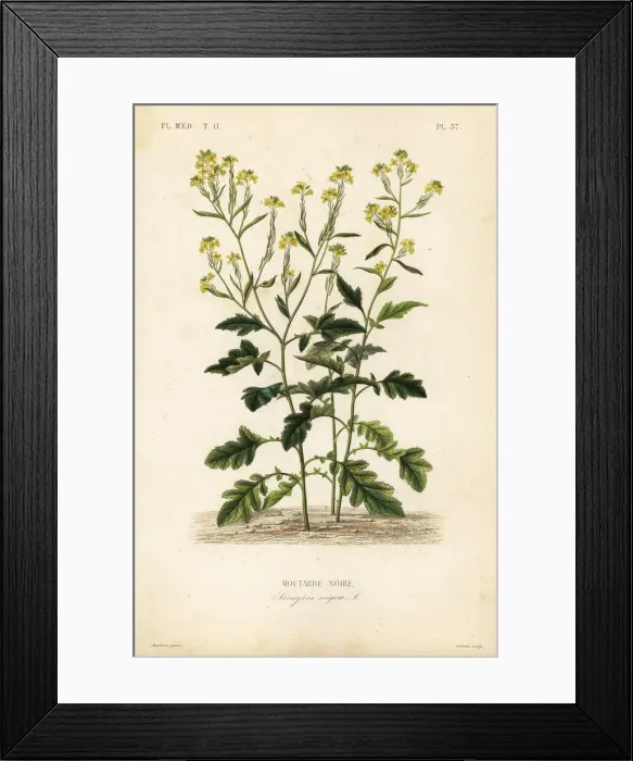 Framed Print : Black mustard, Brassica nigra, Sinapis nigra Framed Print : Black mustard, Brassica nigra, Sinapis nigra