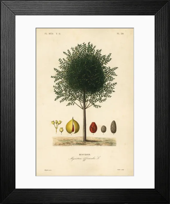Framed Print : Nutmeg and mace tree, Myristica fragrans Framed Print : Nutmeg and mace tree, Myristica fragrans