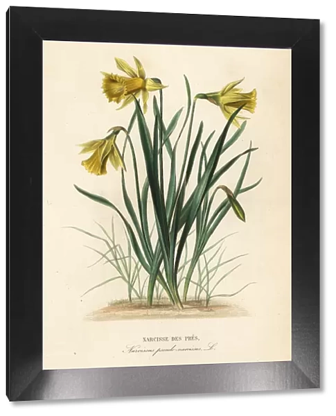 Wild daffodil or Lent lily, Narcissus pseudonarcissus
