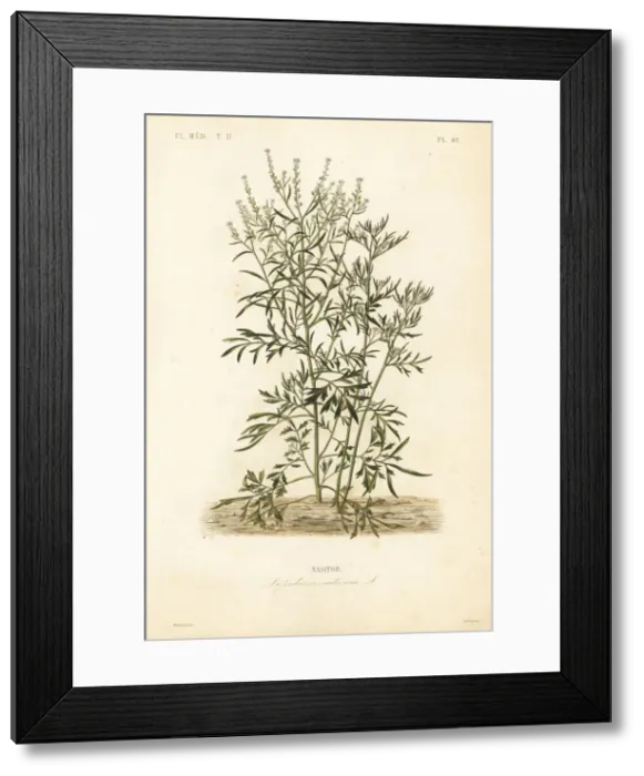 Framed Print : Garden cress, Lepidium sativum