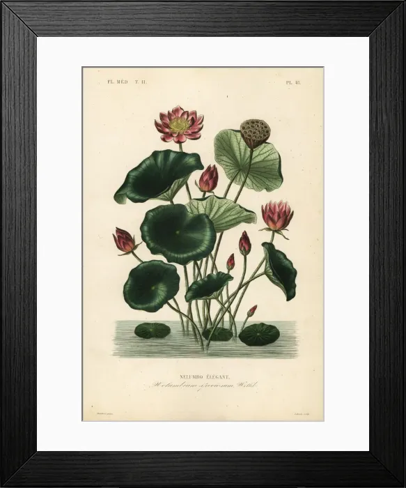 Framed Print : Indian lotus, Nelumbo nucifera Framed Print : Indian lotus, Nelumbo nucifera