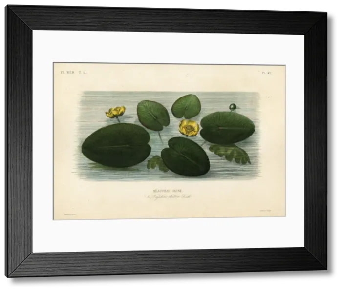 Framed Print : Yellow water-lily, Nuphar lutea Framed Print : Yellow water-lily, Nuphar lutea