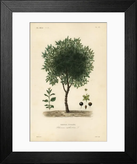 Framed Print : Purging buckthorn tree, Rhamnus cathartica Framed Print : Purging buckthorn tree, Rhamnus cathartica