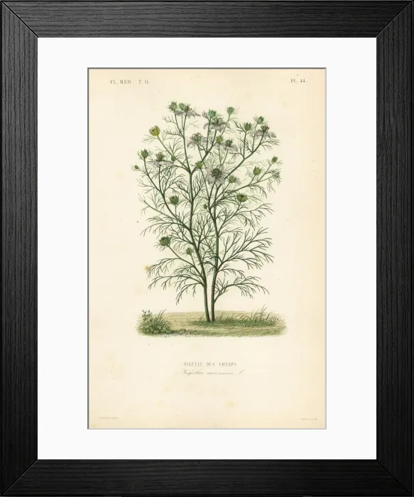 Framed Print : Devil-in-a-bush or love-in-a-mist, Nigella arvensis Framed Print : Devil-in-a-bush or love-in-a-mist, Nigella arvensis