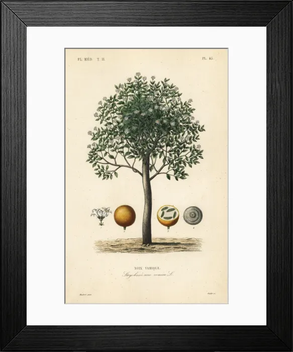 Framed Print : Strychnine tree, Strychnos nux-vomica Framed Print : Strychnine tree, Strychnos nux-vomica