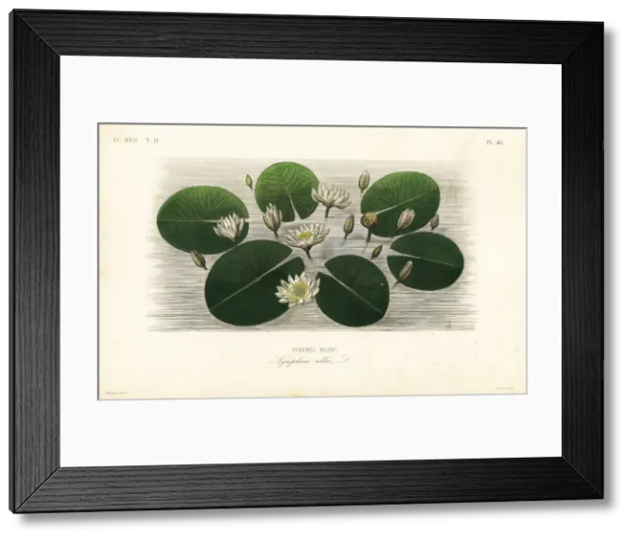 Framed Print : European white water lily, Nymphaea alba Framed Print : European white water lily, Nymphaea alba